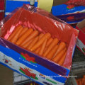 New Harvest Good Quality of Fresh Carrot